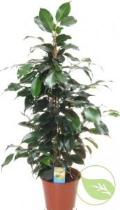 Ficus benj. mix starlight/exotica/twilight/danielle p27 h1800
