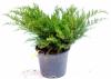 Juniperus media "mint julep" 80/100 c35 ienupar