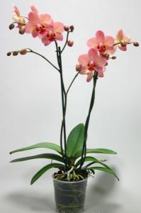 Phalaenopsis p12 h50 orhidee