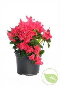 Rhododendron mix c12 50-60