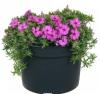 Phlox p15 h25 brumarele