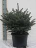 Picea pungens glauca globosa 30/40 c10 bk molid argintiu