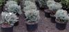 Picea pungens glauca globosa 50/60 c22 bk molid argintiu