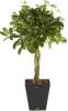 Schefflera tw. p23 h80/100