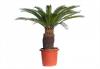 Cycas p50 h150