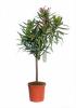 Nerium oleander p15 h45 leandru