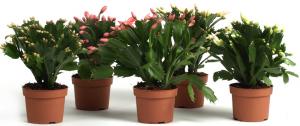 Rhipsalidopsis mix p9 h25 cactus de craciun