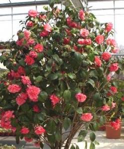 Camellia japonica c90 150-175 camelie