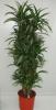 Dracaena ulises / white x 4pp p27 h180