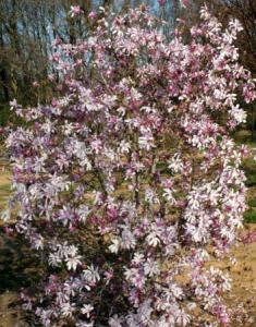 Magnolia loebneri leonard messel c50 150-175