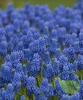 Muscari blue magic p12 h15