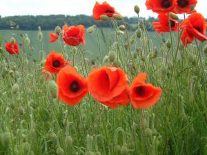 Papaver orientalis p9