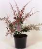 Berberis thunbergii rose glow c3 dracila