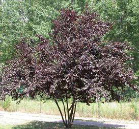 Prunus pissardi nigra 350/400