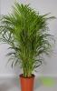 Areca chrysalidocarpus lut p24 h180 &lt;&gt;