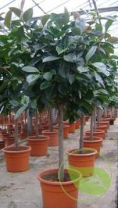 Ficus elastica robusta toef p35 h180 &lt;&gt;