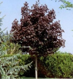 Acer platan. crimson king c35 8/10 artar