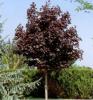 Acer platan. crimson king c35 8/10