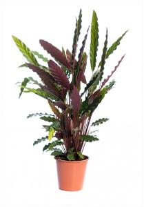 Calathea roseopicta p13 h45 planta paun
