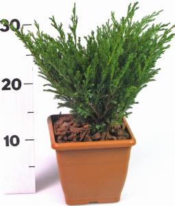 Juniperus horizontalis  compacta p23 h35