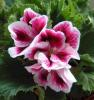 Pelargonium zon. mixkar p12 h30 muscata