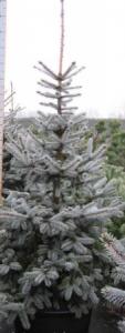 Picea pungens hoopsii rb 400-500 molid argintiu