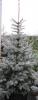 Picea pungens hoopsii rb 400-500 molid argintiu