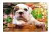 Puzzle bull dog 500 de piese