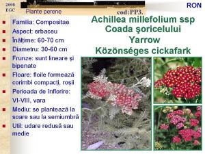 Achillea millefolium 9X9