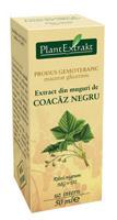 Extract din Muguri de Coacaz Negru - 50 ml