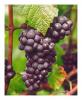 Vita grapes fier (sirop) - 125 gr