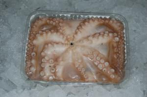 Octopus Vulgaris (caracatita)