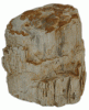 Fosile lemn pietrificat