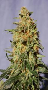 WHITE DOMINA 5buc