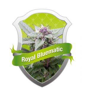 Royal Bluematic 3 buc