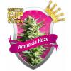 Amnesia Haze 3 buc