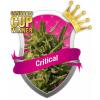 Critical 10 buc