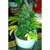 Lowryder Original Autoflowering Feminised Seeds