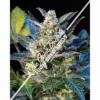 Diesel Ryder Autoflowering Feminised Seeds