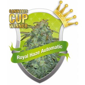 Royal Haze Automatic 10 buc