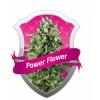 Power Flower 10 buc
