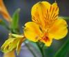 Alstroemeria