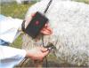 Detector de sarcina cu ultrasunete pentru oi si capre