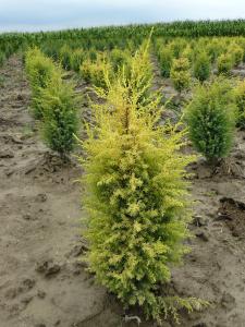 Juniperus Chinensis Gold Cone
