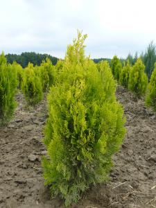 Thuja Orientalis Pyramidalis Aurea