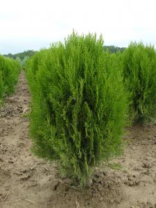 Thuja Orientalis Minima