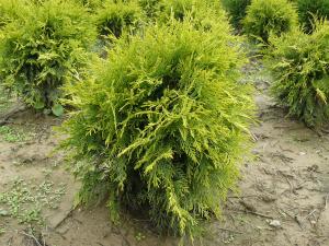 Thuja Occidentalis Golden Globe