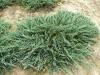 Juniperus horizontalis blue chip