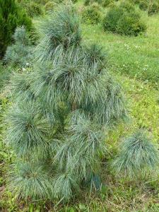 Pinus Wallichiana