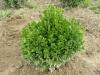 Buxus sempervirens suffrutticosa